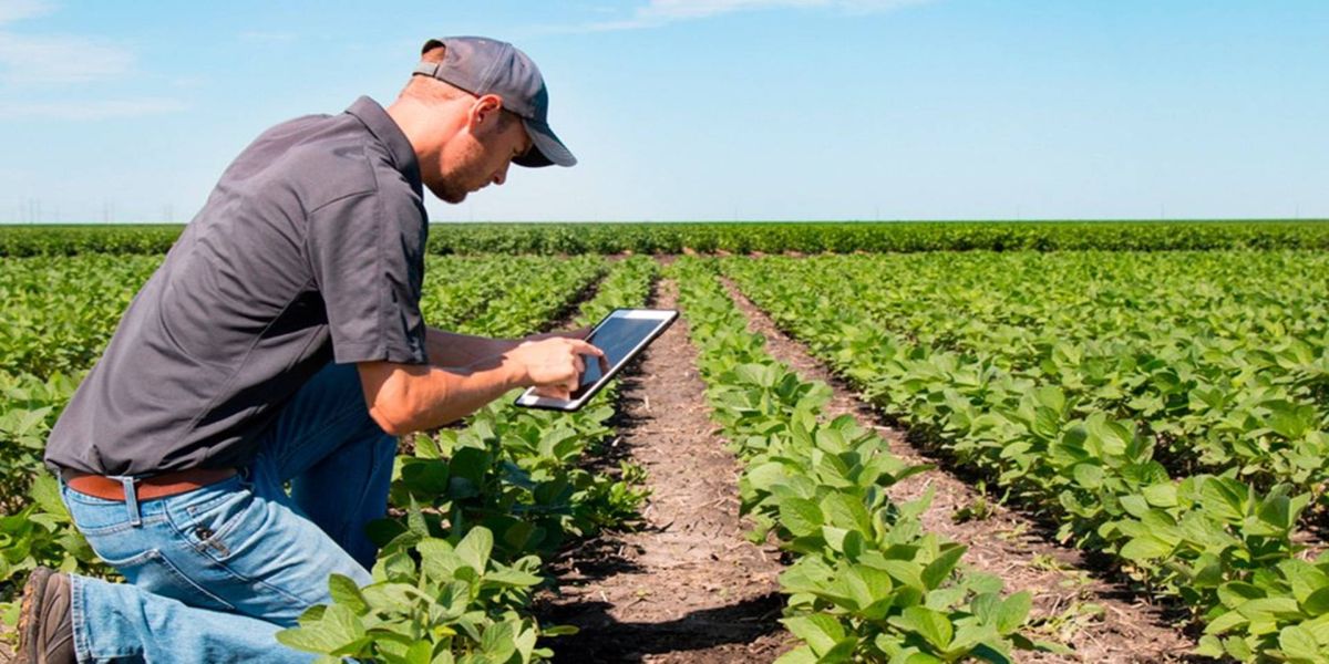 Produtores rurais se adaptam às mudanças de consumo de alimentos devido à pandemia