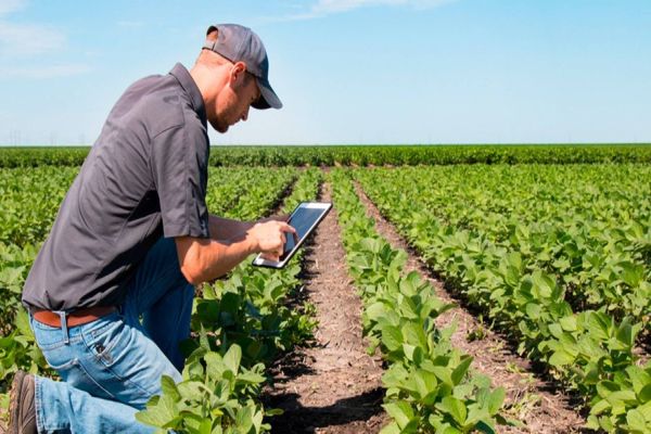 Produtores rurais se adaptam às mudanças de consumo de alimentos devido à pandemia