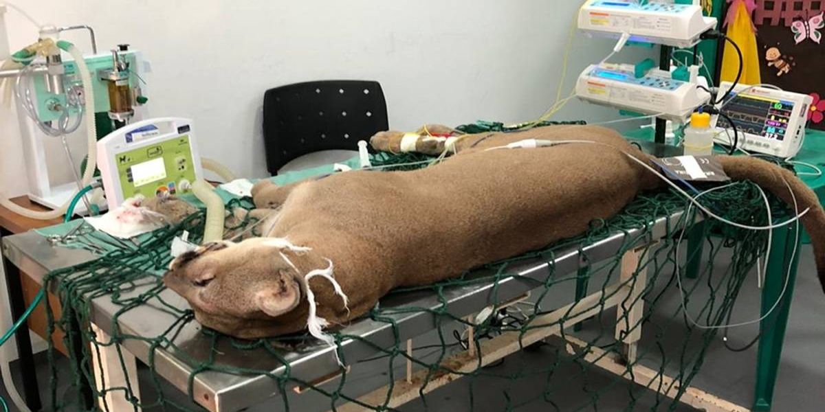 Mesmo com Zoo fechado, atendimento aos animais segue intenso