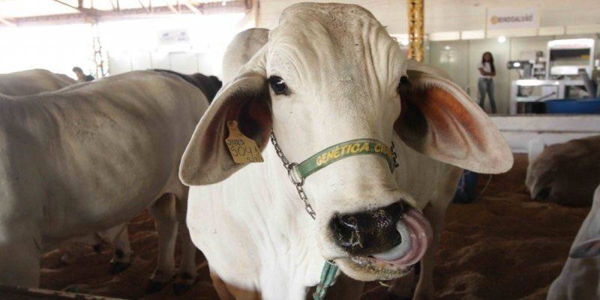 Show Pecuário 2020 é cancelado