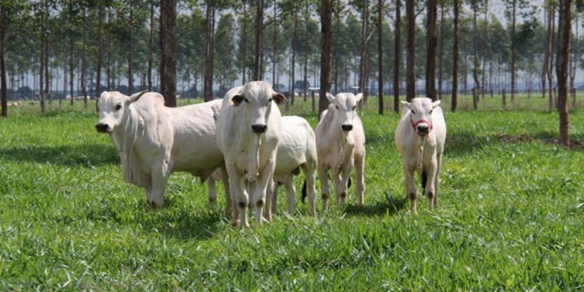 Valor Bruto da Produção Agropecuária é estimado em R$ 689,97 bilhões para 2020