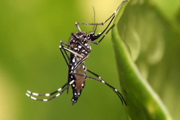 Casos de dengue sobem para 128,4 mil no Paraná