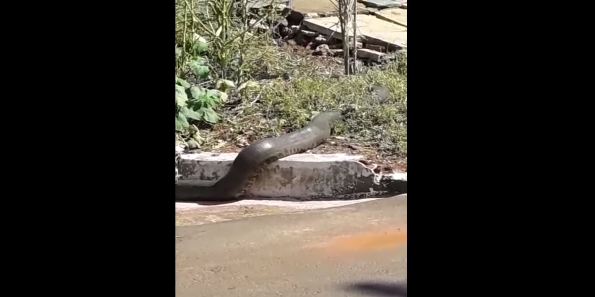 Sucuri reaparece no Jardim Sete Quedas, em Guaíra