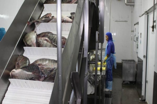 Descomplica Rural é adaptado para continuidade dos licenciamentos ambientais