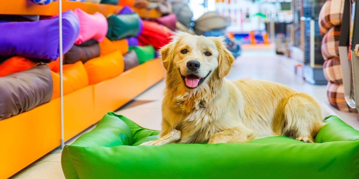 Petshops e serviços veterinários podem aproveitar crise para diversificar serviços