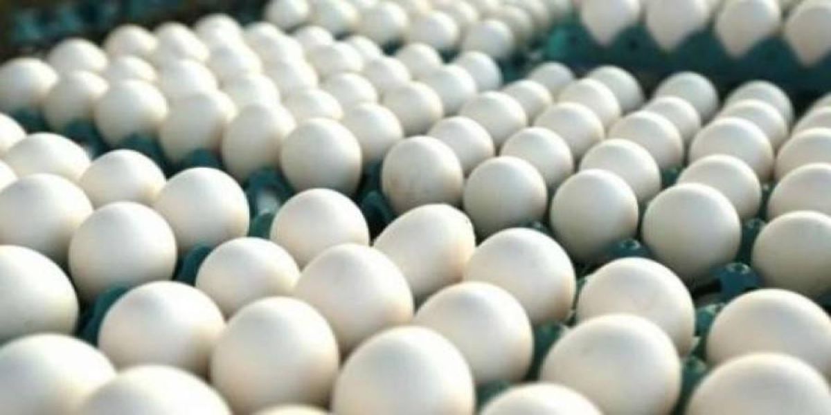 Ladrões furtam cinco mil ovos de galinha em granja, em Pato Branco