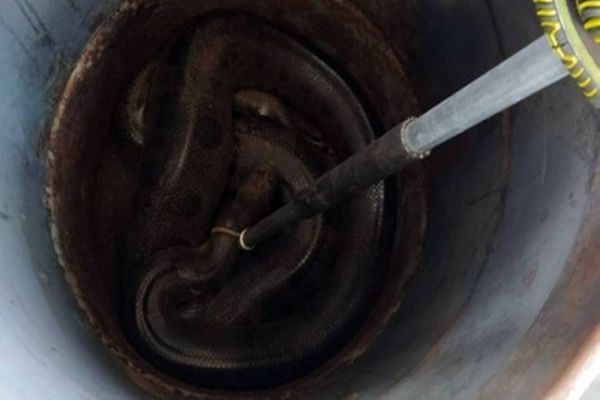 Corpo de Bombeiros captura a famosa cobra sucuri de Guaíra