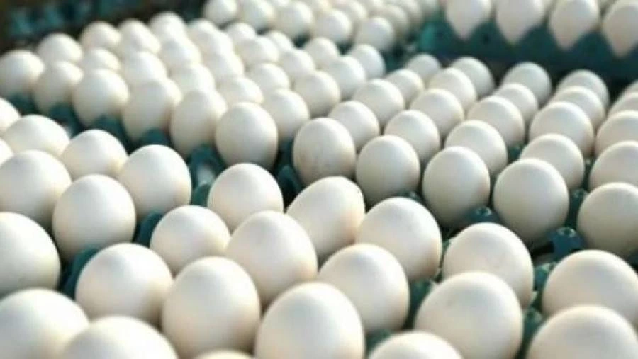 Foto relacionada a notícia: Ladrões furtam cinco mil ovos de galinha em granja, em Pato Branco