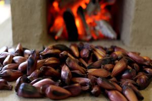 Imagem referente a notícia: IAT reforça mudança na temporada do pinhão: venda começa em 15 de abril