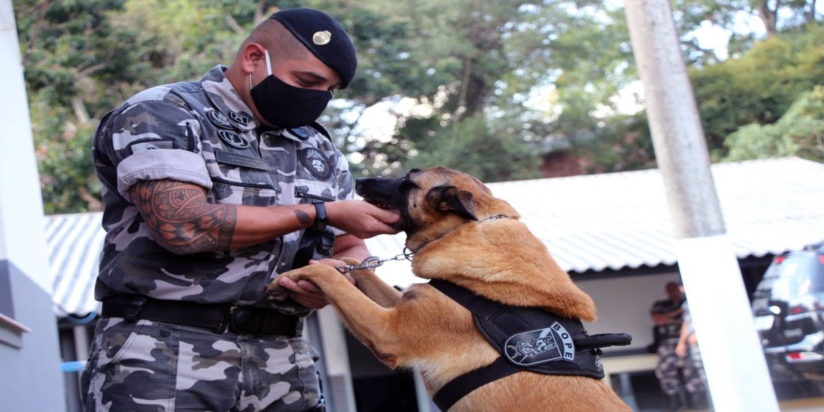 Cães de faro do BOPE se aposentam após 9 anos de atuação