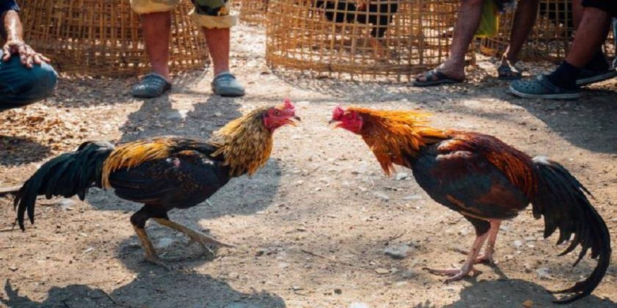 Polícia acaba com rinha de galo e aglomeração de pessoas em Santo Antônio do Sudoeste