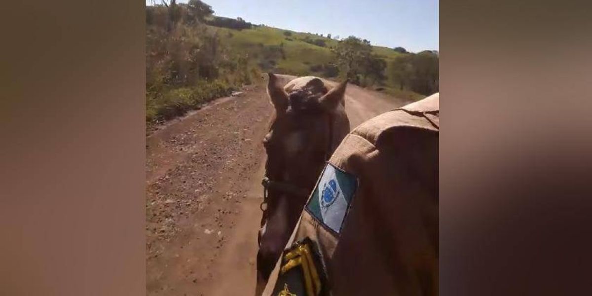 Fuga estilo Faroeste: Jovem furta veículo e gasolina acaba; égua é usada na fuga