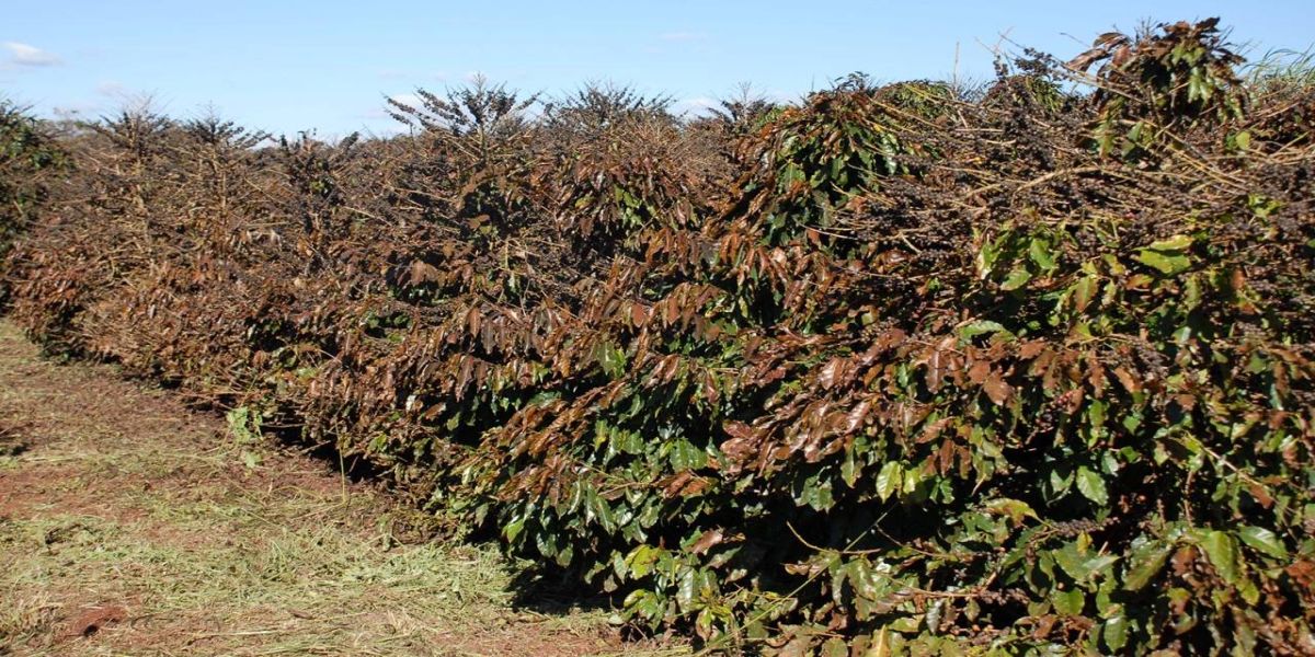 Alerta Geada para a cafeicultura está em operação