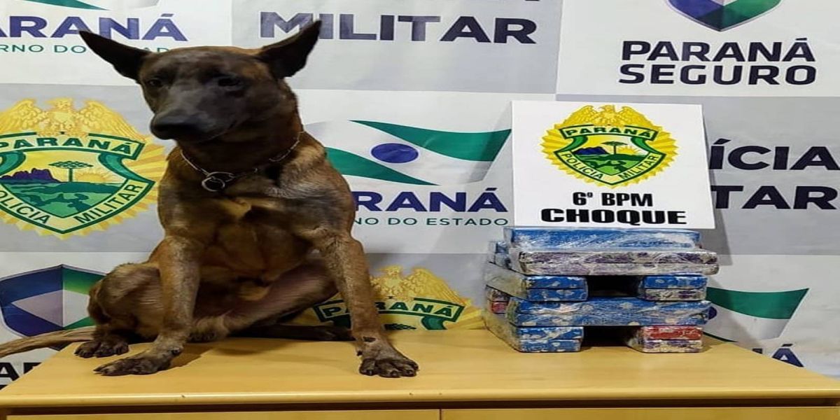 Choque Canil apreende adolescente com droga na Rodoviária