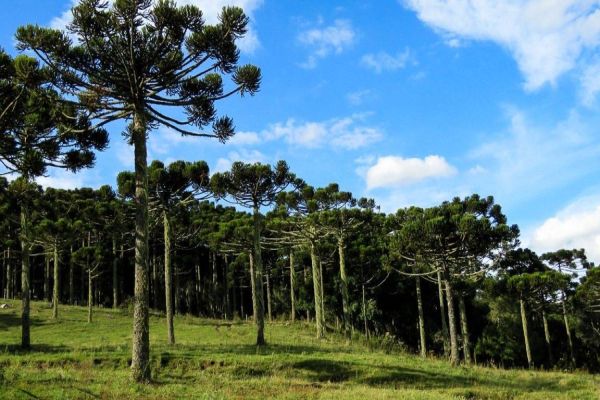 Porto cobra SEMA sobre intenção de cortar 231 araucárias no interior de Cascavel