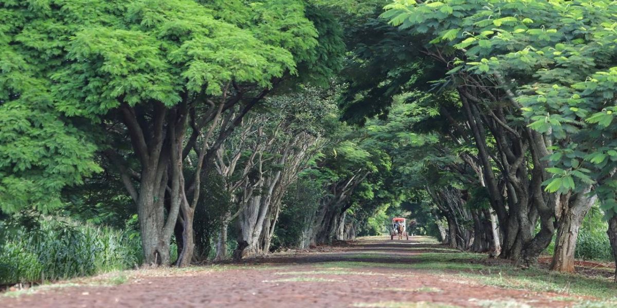 Municípios terão atendimento virtual sobre o ICMS Ecológico