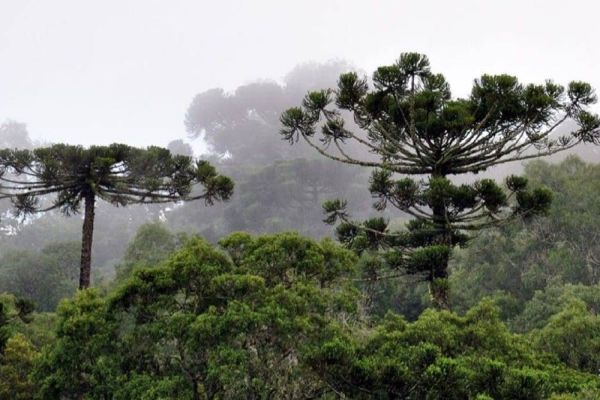Promotoria de Justiça de Cascavel emite recomendação para suspensão do corte de 231 araucárias