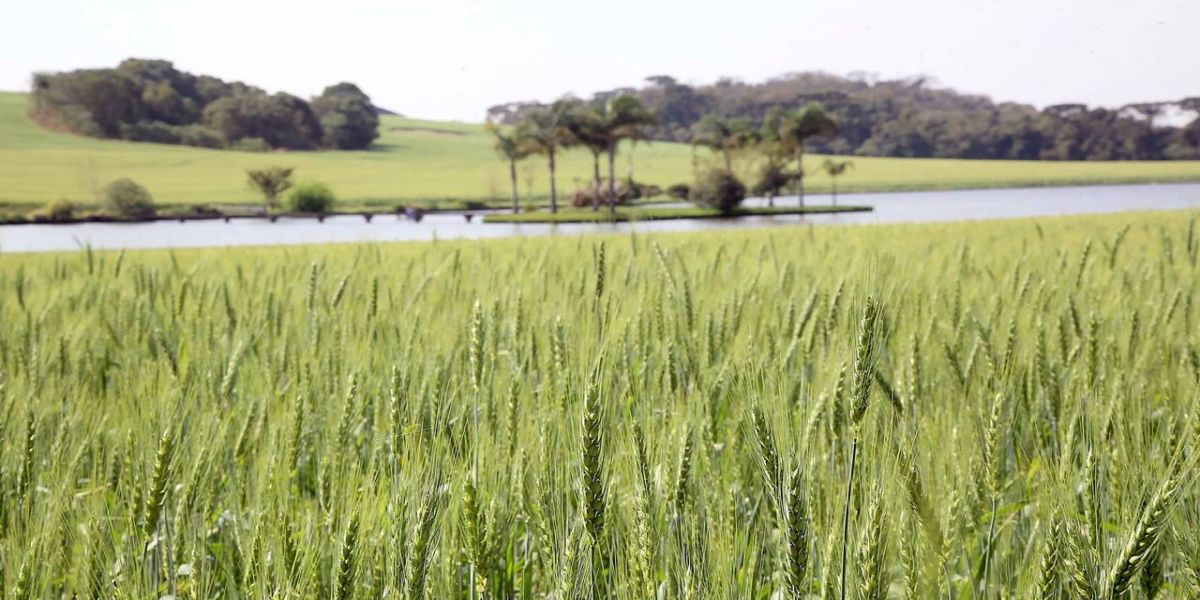 Agricultura do Paraná reforça importância do seguro rural para o produtor