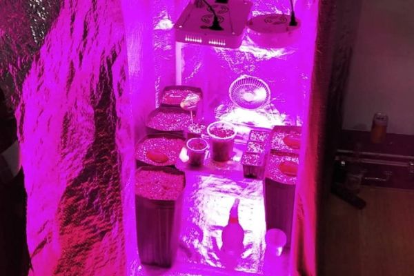 Após abordagem PM apreende droga pé de maconha em Toledo