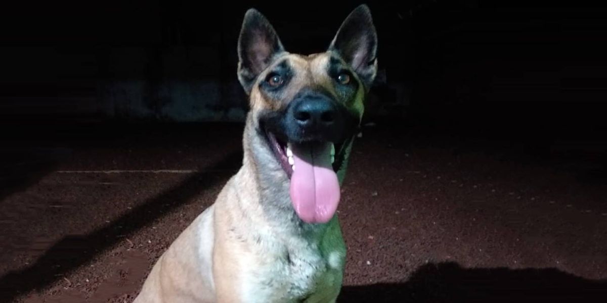 BPFron pede ajuda para encontrar a cachorra 'Atena' que sumiu em Sede Alvorada