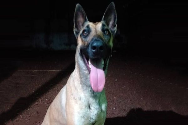 BPFron pede ajuda para encontrar a cachorra 'Atena' que sumiu em Sede Alvorada