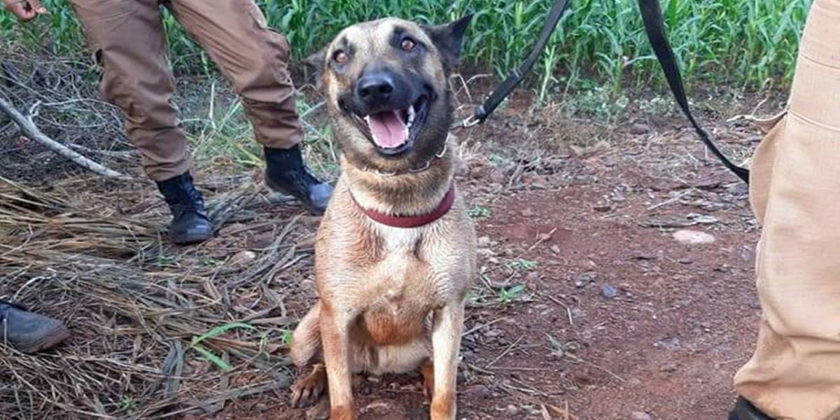 Cão Policial do BPFron é localizada em Cascavel