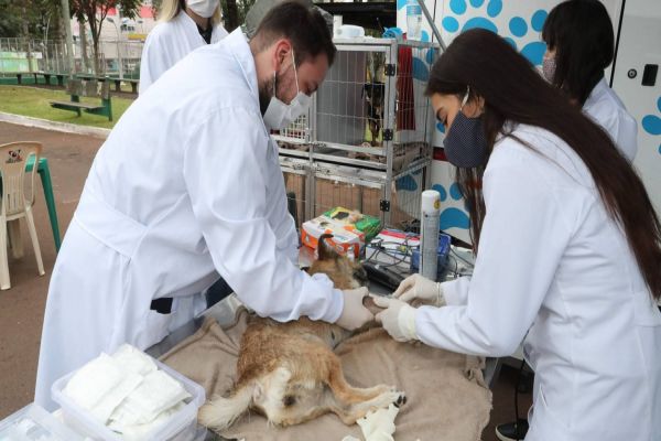 Castramóvel atende animais resgatados por protetores e ONGs