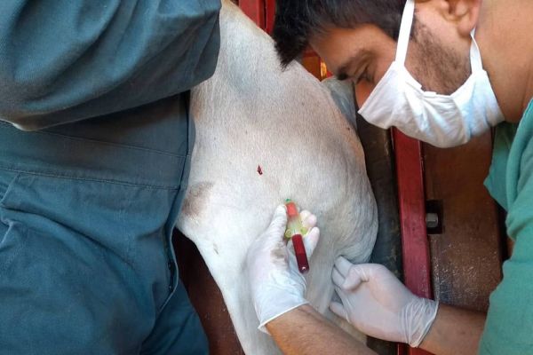 Adapar inicia inquérito epidemiológico da febre aftosa