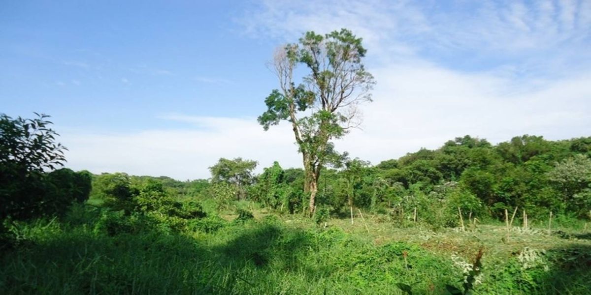 SEMA deve informar sobre as licenças ambientais dos últimos anos