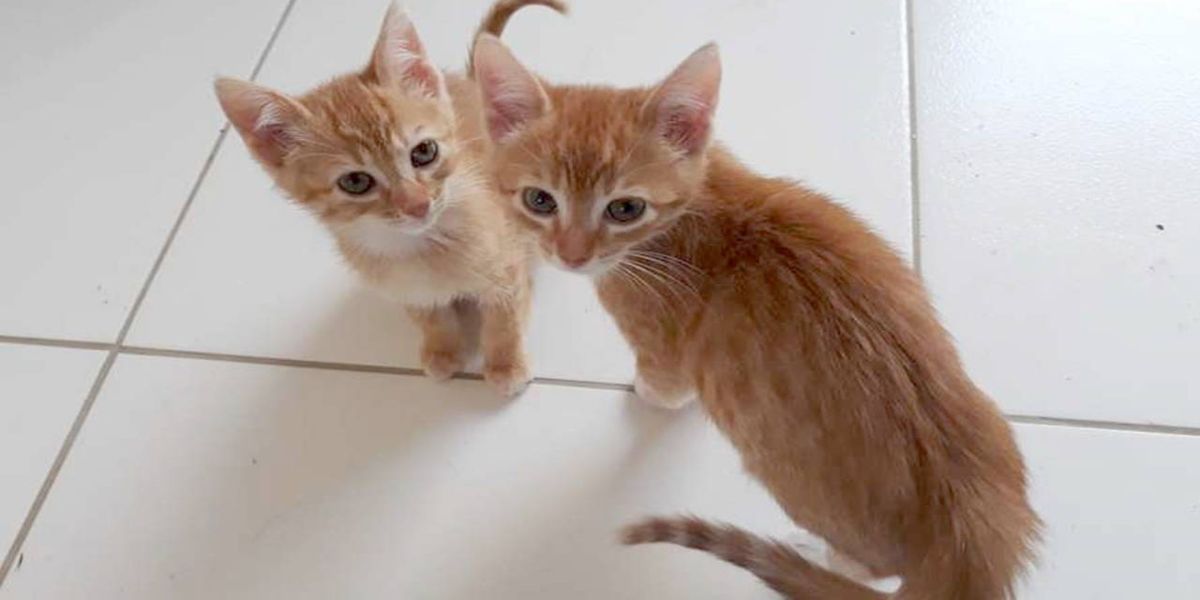 Prorrogado prazo para cadastro do Leilão Pró-Animal