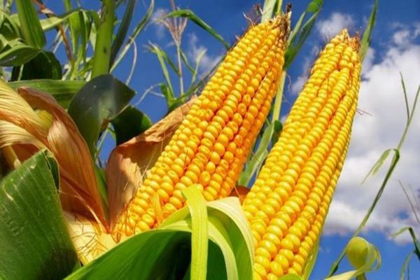 Testes de produtividade mostram potencial de híbridos e variedades