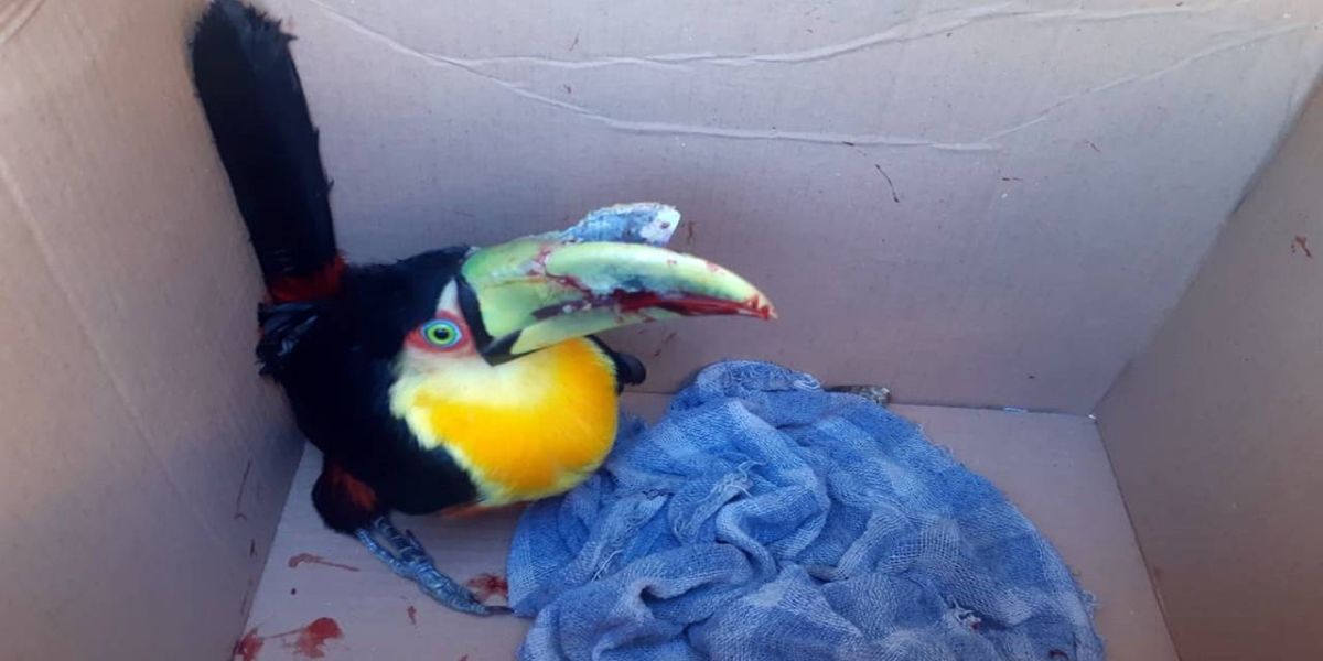 Tucano é resgatado em  rodovia nos Campos Gerais