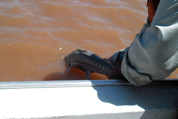 Governo do Paraná proíbe pesca em rios durante crise hídrica