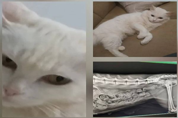 Internauta pede ajuda para salvar a vida da gata 'Marhi'