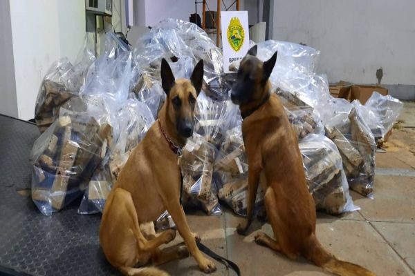 Operação Hórus: Cão do BPFron, localiza mais de meia tonelada de maconha em meio às fezes de animais