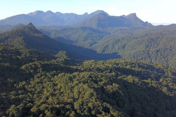 Paraná é o Estado que tem maior remanescente da Mata Atlântica