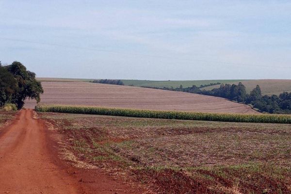 Vazio sanitário da soja começa em 10 de junho, alerta Agricultura