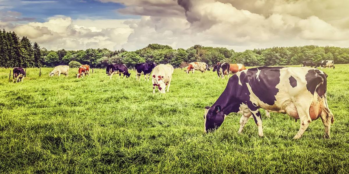 Produção leiteira: período seco é a oportunidade para melhorar