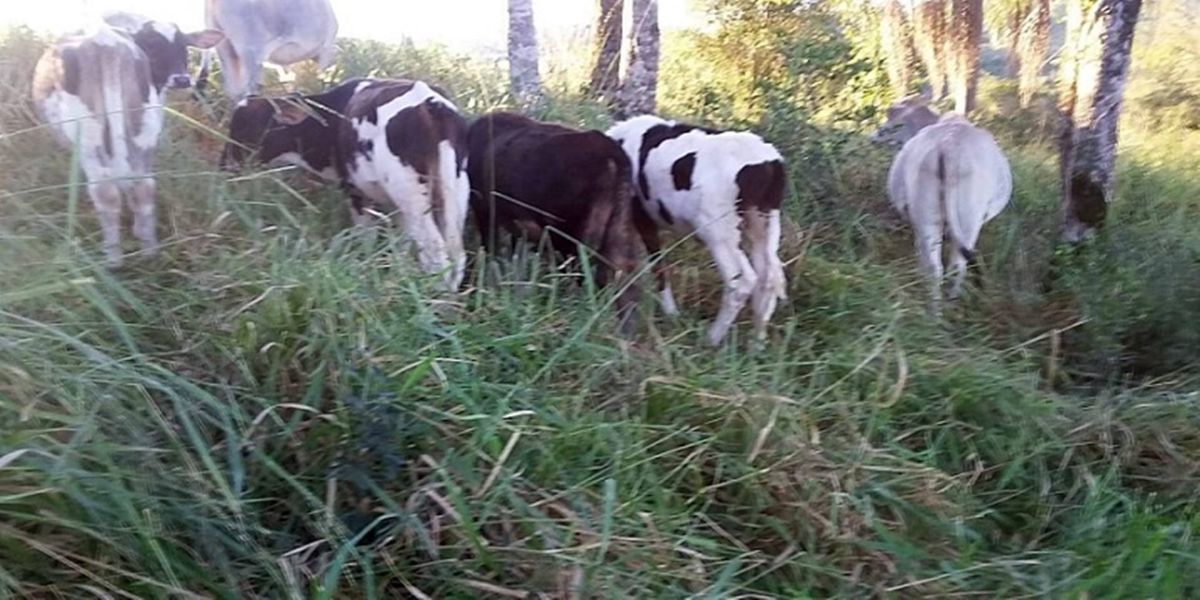 13 cabeças de gado desaparecem de propriedade rural em Capitão Leônidas Marques