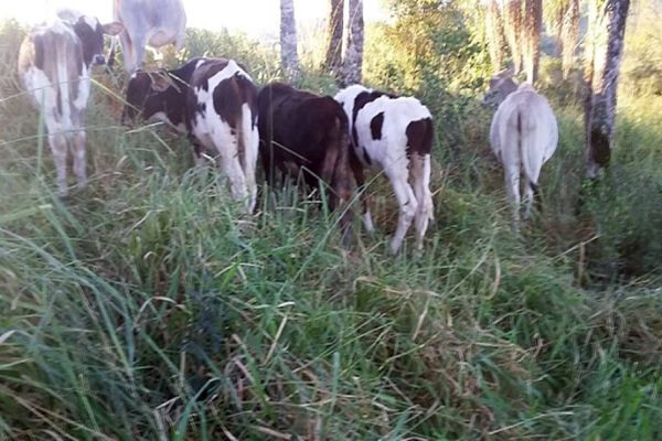 Imagem referente a notícia: 13 cabeças de gado desaparecem de propriedade rural em Capitão Leônidas Marques