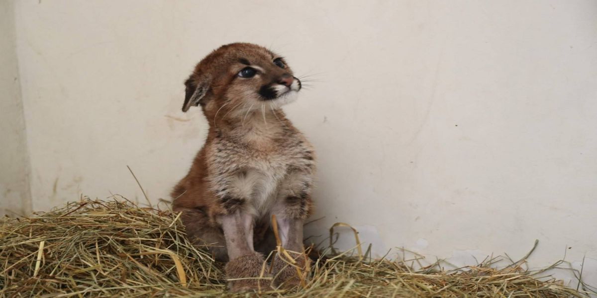 ZOO: Recintos e alimentação dos animais são adequados para o inverno