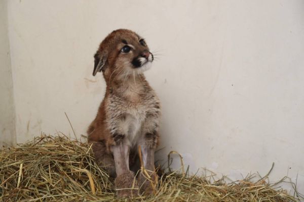 ZOO: Recintos e alimentação dos animais são adequados para o inverno