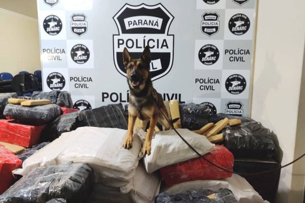 Polícia Civil apreende 19% mais maconha em 2020