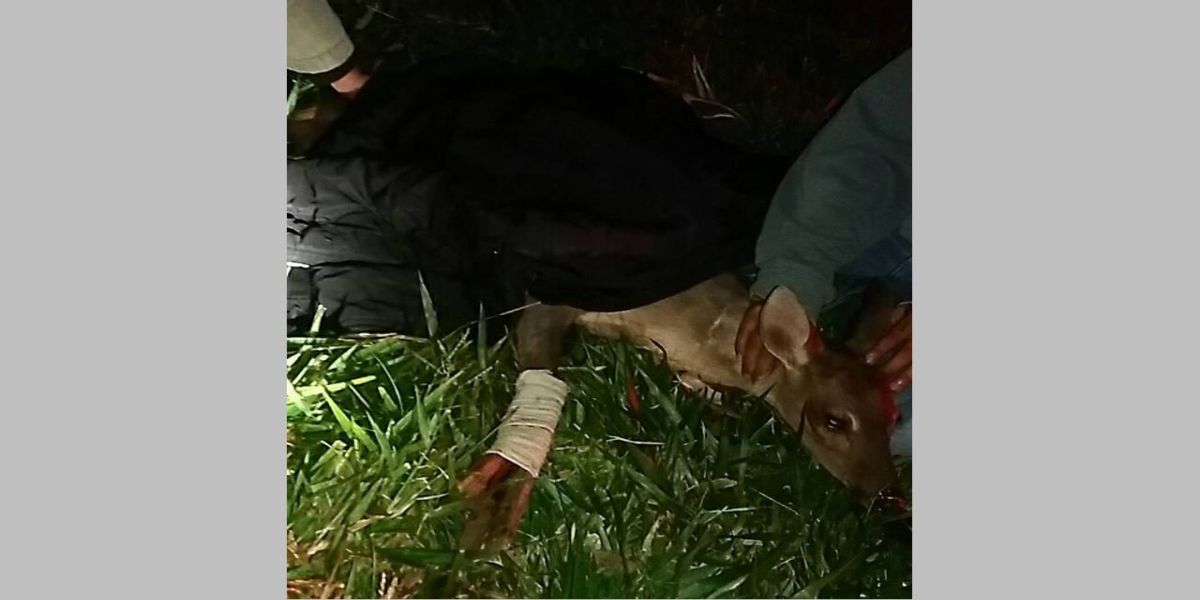 PRF socorre cervo atropelado na BR 373, em Ponta Grossa