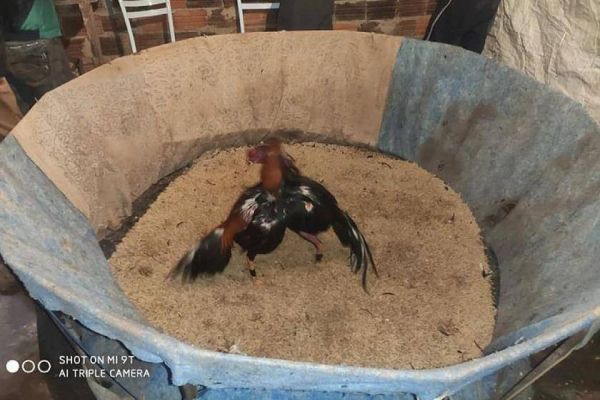 PM acaba com rinha de galo e aglomeração de pessoas em Nova Prata do Iguaçu