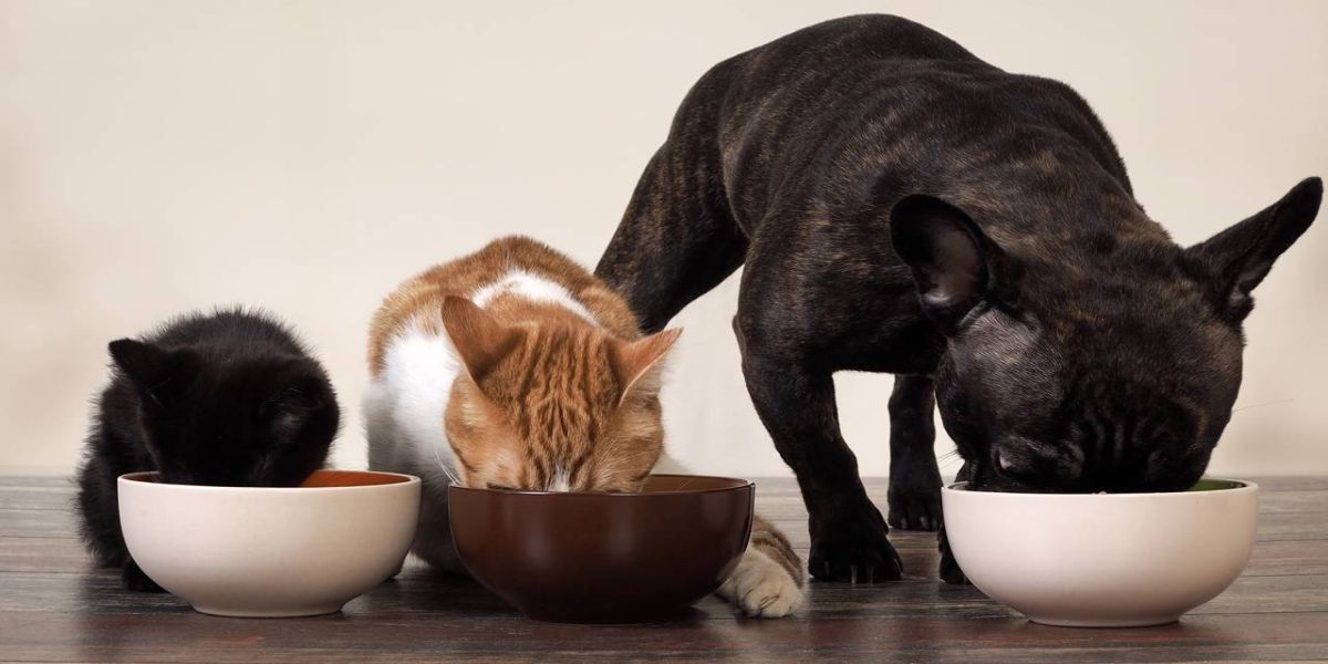 Lei que cria Banco de Ração permite doações e ajuda aos protetores dos animais