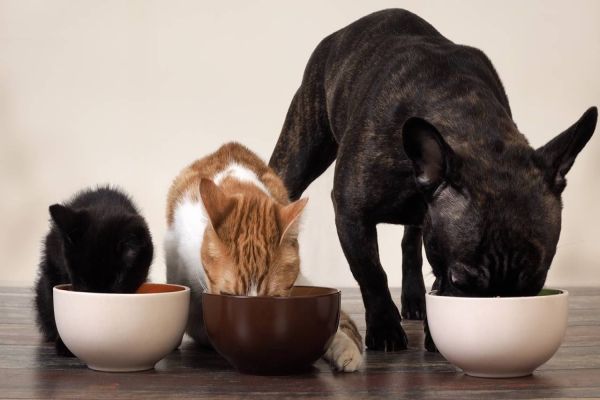 Lei que cria Banco de Ração permite doações e ajuda aos protetores dos animais