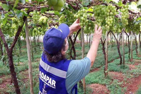 Ações de defesa vegetal garantem segurança alimentar na pandemia
