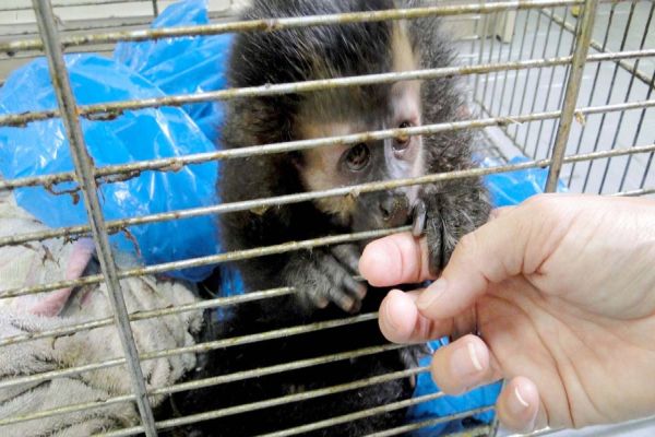 Paraná investe R$ 1 milhão na proteção da fauna silvestre