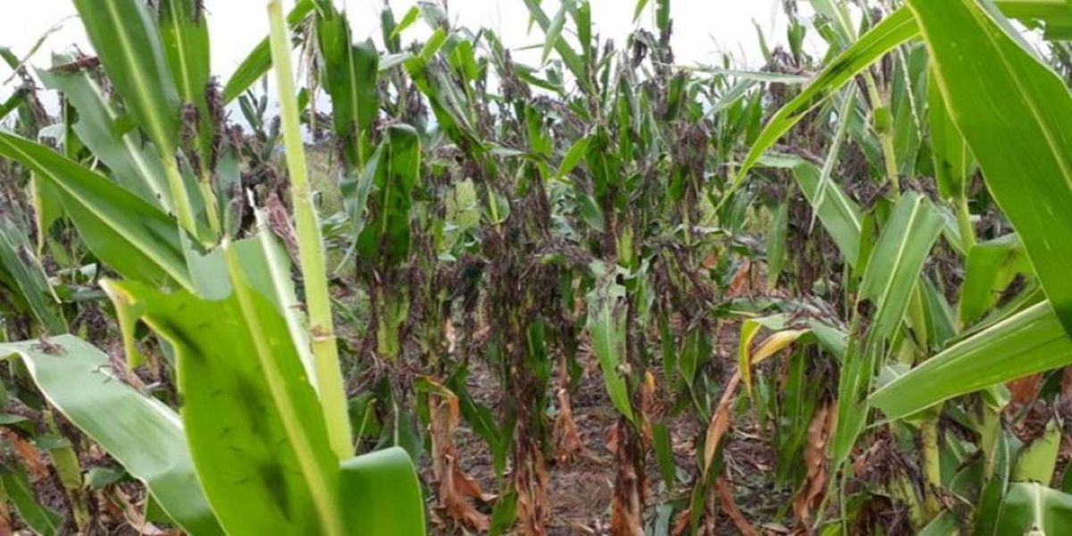 Nuvens de gafanhotos arruínam lavoura de milho e assusta produtores da Argentina